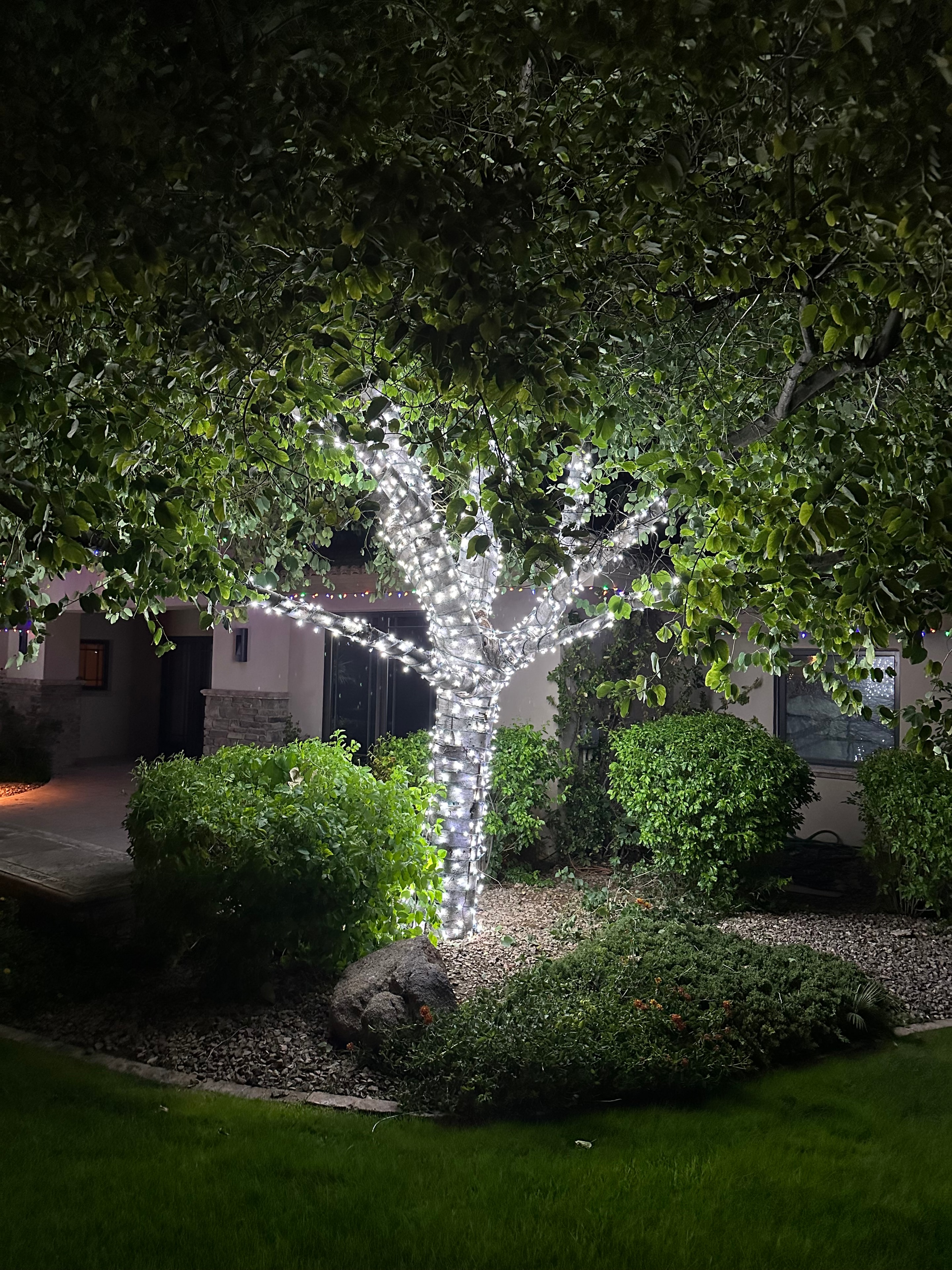 Front yard tree wrapped in white holiday lights at night