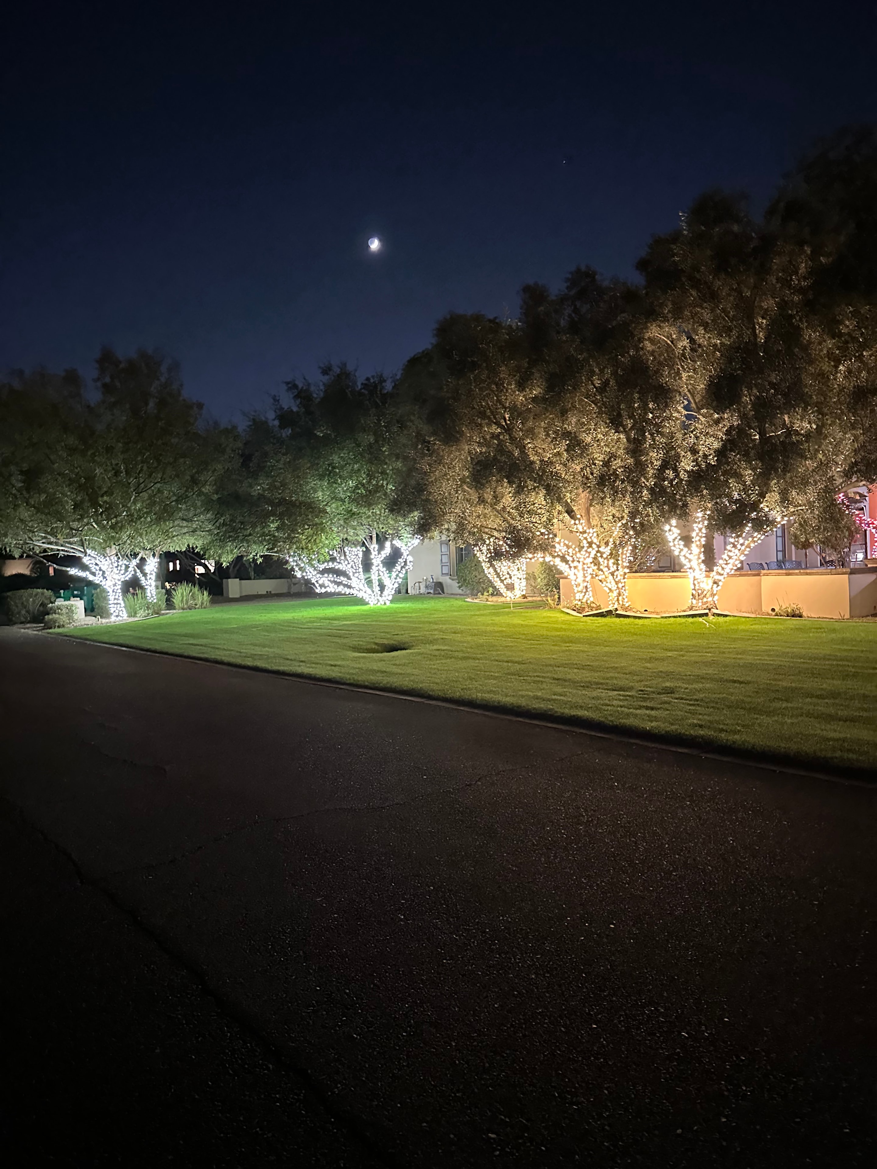 Trees wrapped in glowing holiday lights along a lawn at night with the moon above